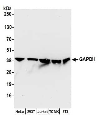 Western Blot: GAPDH Antibody [NB300-324]