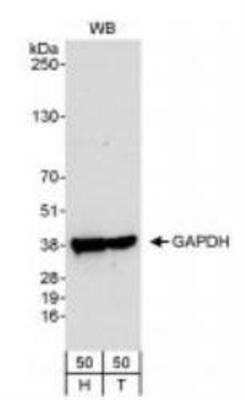 Western Blot: GAPDH Antibody [NB300-325]