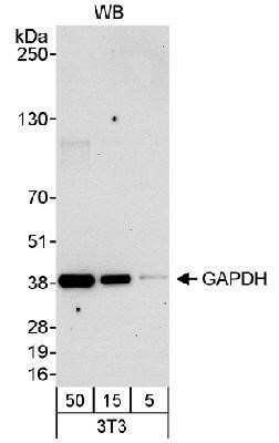 Western Blot: GAPDH Antibody [NB300-325]