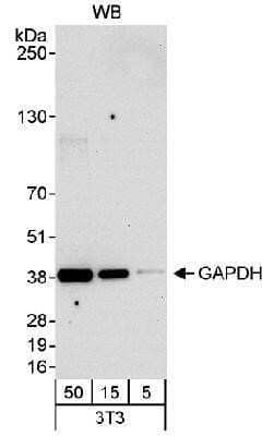 Western Blot: GAPDH Antibody [NB300-326]