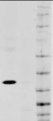 Western Blot: GAPDH Antibody [NB300-326]