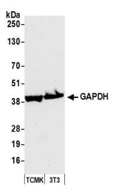 Western Blot: GAPDH Antibody [NB300-326]