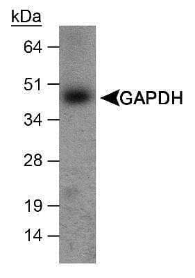 Western Blot: GAPDH Antibody [NB300-327]