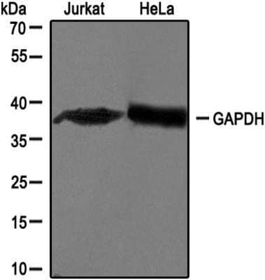 Western Blot: GAPDH Antibody [NB300-327]