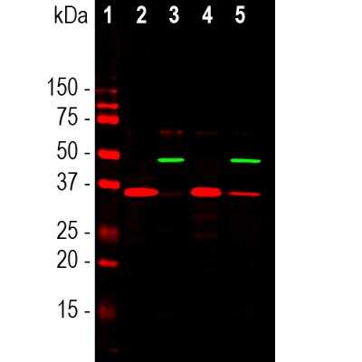 Western Blot: GAPDH Antibody [NB300-327]