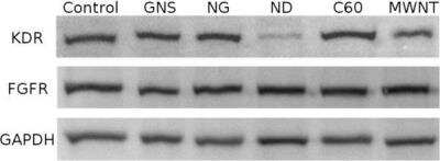 Western Blot: GAPDH Antibody [NB300-327]