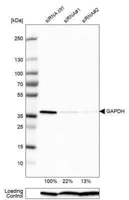 Western Blot: GAPDH Antibody [NBP2-48721]