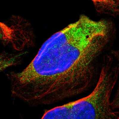 Immunocytochemistry/ Immunofluorescence: GARNL1 Antibody [NBP1-87982]