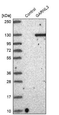 Western Blot: GARNL3 Antibody [NBP1-90799]