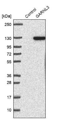 Western Blot: GARNL3 Antibody [NBP1-90800]