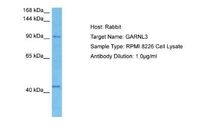 Western Blot: GARNL3 Antibody [NBP2-87488]