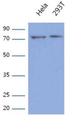 Western Blot: GARS Antibody (4E10)BSA Free [NBP2-42679]