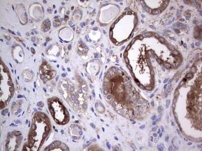 Immunohistochemistry: GARS Antibody (OTI4G4) [NBP2-45808]