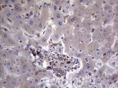 Immunohistochemistry: GARS Antibody (OTI4G4) [NBP2-45808]