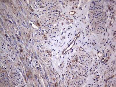 Immunohistochemistry: GARS Antibody (OTI4G4) [NBP2-45808]