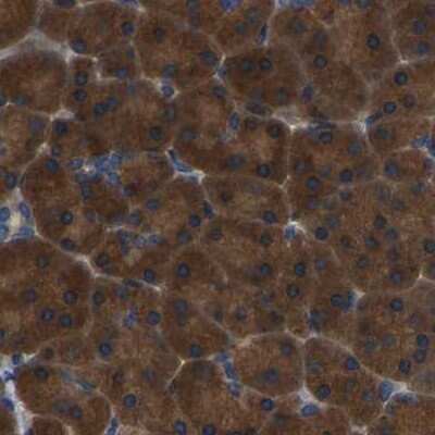 Immunohistochemistry-Paraffin: GARS Antibody [NBP1-85534]