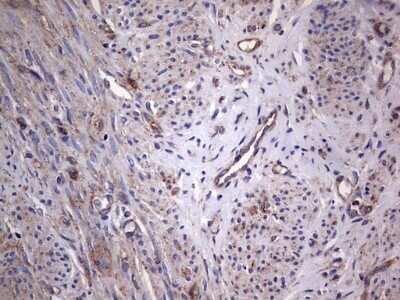 Immunohistochemistry: GARS Antibody (OTI4G4) - Azide and BSA Free [NBP2-70794]