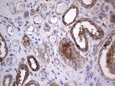 Immunohistochemistry: GARS Antibody (OTI4G4) - Azide and BSA Free [NBP2-70794]