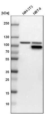 Western Blot: GART Antibody [NBP1-87290]