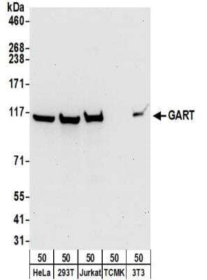 Western Blot: GART Antibody [NBP2-32207]