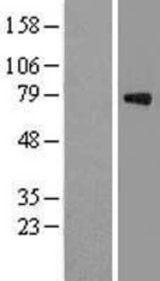 Western Blot: Gas6 Overexpression Lysate [NBL1-10974]