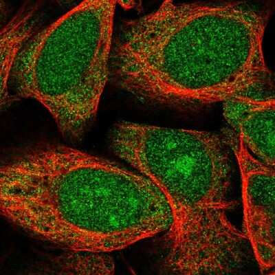 Immunocytochemistry/ Immunofluorescence: GAS2 Antibody [NBP2-31733]