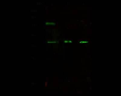 Western Blot: GAS2 Antibody [NBP2-98800]