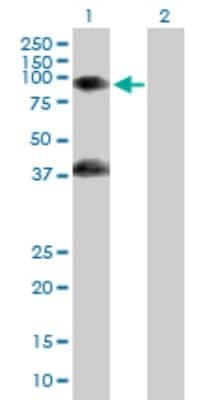 Western Blot: GAS2L1 Antibody [H00010634-B01P]