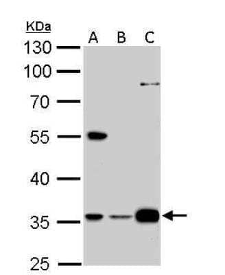 Western Blot: GAS2L1 Antibody [NBP1-32310]