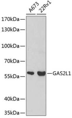 Western Blot: GAS2L1 AntibodyBSA Free [NBP3-04657]