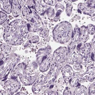 Immunohistochemistry-Paraffin: GAS2L2 Antibody [NBP2-32029]