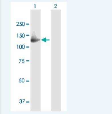 Western Blot: GAS2L2 Antibody [H00246176-B01P-50ug]