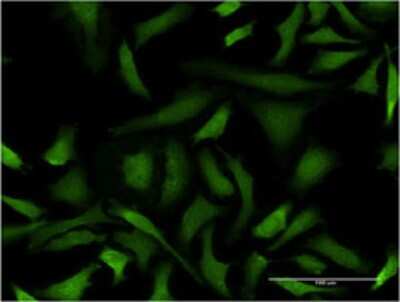 Immunocytochemistry/ Immunofluorescence: GAS2L3 Antibody (1C8) [H00283431-M02]