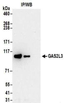 Gas L Antibody Nbp Bio Techne