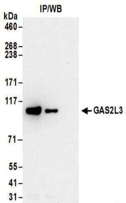 Immunoprecipitation: GAS2L3 Antibody [NBP2-30360]