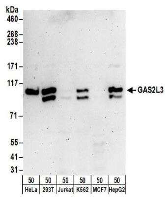 Western Blot: GAS2L3 Antibody [NBP2-30358]