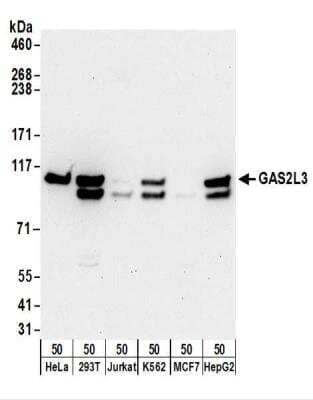 Western Blot: GAS2L3 Antibody [NBP2-30360]