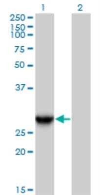 Western Blot: GAS41 Antibody [H00008089-B01P]