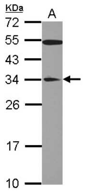 Western Blot: GAS41 Antibody [NBP2-16610]