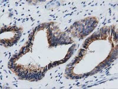 Immunohistochemistry-Paraffin: GAS7 Antibody (OTI2F6) [NBP2-03061]