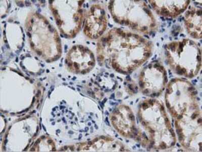 Immunohistochemistry-Paraffin: GAS7 Antibody (OTI2F6) [NBP2-03061]