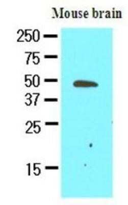 Western Blot: GAS7 Antibody (4H8)BSA Free [NBP1-30203]