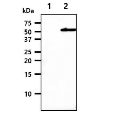Western Blot: GAS7 Antibody (4H8)BSA Free [NBP1-30203]