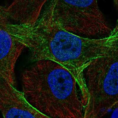 Immunocytochemistry/ Immunofluorescence: GAS7 Antibody [NBP2-49422]