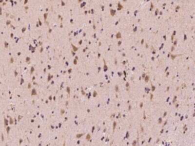 Immunohistochemistry-Paraffin: GAS7 Antibody [NBP2-97951]