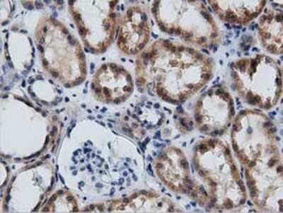 Immunohistochemistry: GAS7 Antibody (OTI2F6) - Azide and BSA Free [NBP2-71376]