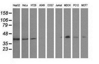 Western Blot: GAS7 Antibody (OTI2F6)Azide and BSA Free [NBP2-71376]