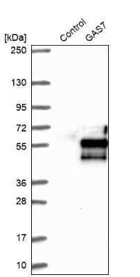 Western Blot: GAS7 Antibody [NBP2-48498]