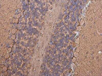 Immunohistochemistry-Paraffin: GAT-1/SLC6A1 Antibody [NBP3-13166]