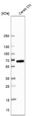 Western Blot: GAT3 Antibody [NBP1-91920]